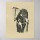 Recherche de jambe humaine posters Anatomie