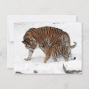 Recherche de chat neige cartes postales Zoo