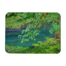 Recherche de washington magnets Feuillage