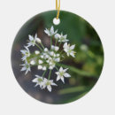 Suche nach blumen foto ornamente Botanisch