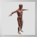 Suche nach menschliches bein poster Biologie