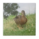 Recherche de femelle carreaux Canard