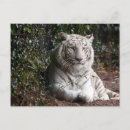 Suche nach weiße tiger postkarten Foto
