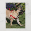 Suche nach tragend postkarten Hund
