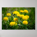 Suche nach dandelion poster Gelb