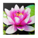 Suche nach rosa wasserlilien fliesen Teich