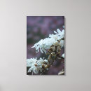 Suche nach rosa magnolien leinwandbilder Baum