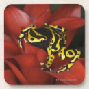Suche nach pfeilfrosch Wild lebende tiere