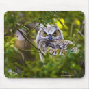 Recherche de hibou cornes tapis souris Nature
