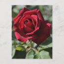Suche nach hübsche rote rose postkarten Schön