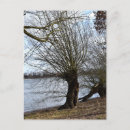 Suche nach ältester baum postkarten Alt