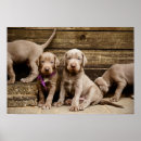 Suche nach zeigen sie hund poster Jagdhund