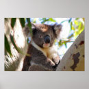 Recherche de koala bear posters Amour
