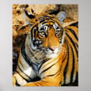 Suche nach bedrohte tiere poster Asien