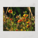 Recherche de couverture indienne cartes postales Texas