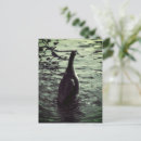 Recherche de drague cartes postales Canards