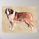 Suche nach bernard hund poster Tier