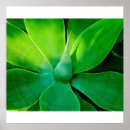 Suche nach agaven poster Flora
