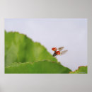 Suche nach insekten kunst Fliegen
