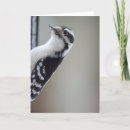 Suche nach zuhören karten Vögel