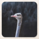 Recherche de autruche dessous de verres Oiseaux