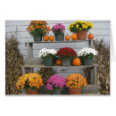 Recherche de chrysanthèmes Automne