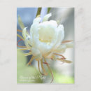 Recherche de reine de la nuit cartes postales Pour tous