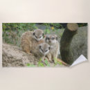 Recherche de fourrure photographie Zoo