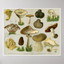 Suche nach rollstuhl poster Toadstool