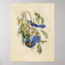Suche nach florida vögel poster Wandkunst