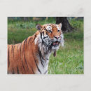 Suche nach tiger foto postkarten Natur