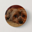 Recherche de chien de terrier badges Yorkie