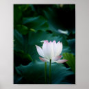 Suche nach elegante blumen poster Schön