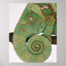 Suche nach einheimisch poster Tiere