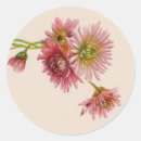Recherche de chrysanthème autocollants Rose