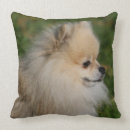 Recherche de spitz coussins Pomeranian