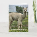 Recherche de alpaca anniversaire cartes Ferme