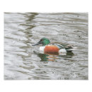 Suche nach männliche ente poster Wasser