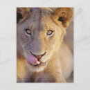 Recherche de regard de lion posters Gros plan