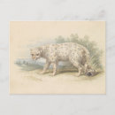 Recherche de léopard neige cartes postales Nature