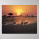 Suche nach zebras poster Afrika