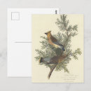 Suche nach audubon postkarten John james audubon