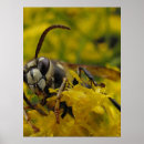Suche nach wespen poster Natur