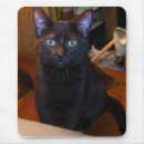 Recherche de domestiqué électronique Chats