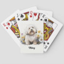 Recherche de coton de tulear Animal