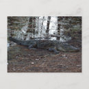 Suche nach amerikanischer alligator poster Zähler