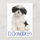 Suche nach havaneser postkarten Hund