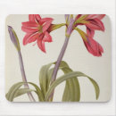 Recherche de fleur redoute tapis souris Botanique