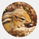 Recherche de chipmunk autocollants Bébé