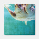 Suche nach unterwasser magnete Schildkröte